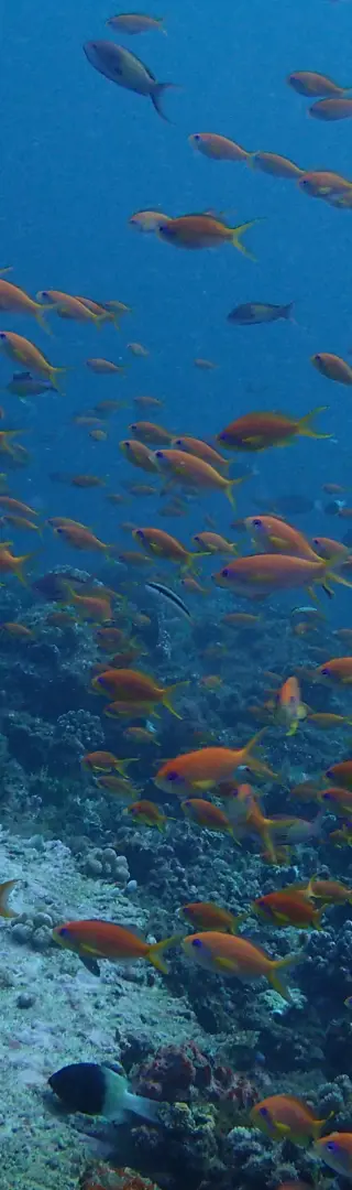 Taucherlebnis